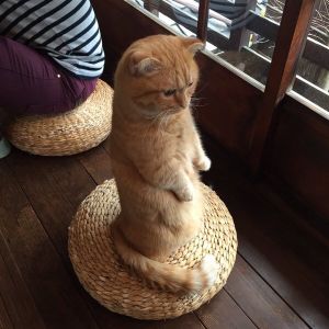 岛国一家猫咪咖啡店的美人店员“海胆酱”，不仅颜值高，还有特殊的服务技巧，擅长表演优雅站姿-1