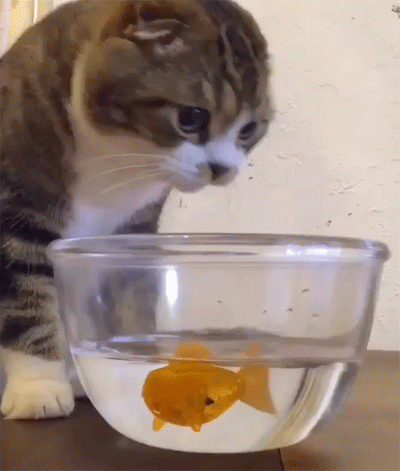 这鱼不能吃