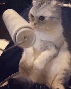别人家的猫-1