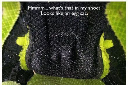 一个网友在自己的鞋子里发现了一只正在产卵的蜘蛛妈妈~