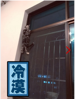 皇家猫粮怎么样?口碑如何? 皇家猫粮怎么样?口碑如何?