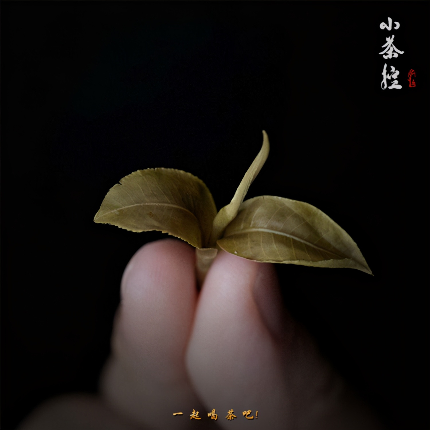 古树茶品牌“小茶控”,想将百年古树的茶滋味献给最懂品尝的您 古树茶品牌“小茶控”,想将百年古树的茶滋味献给最懂品尝的您