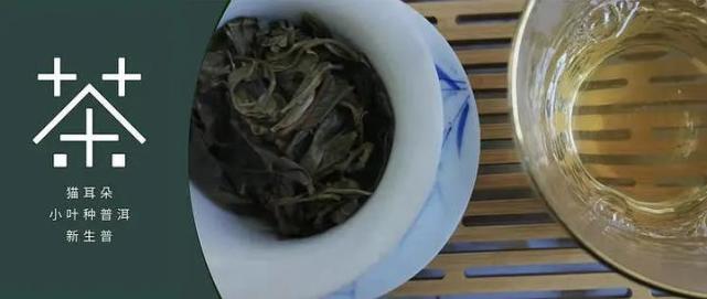 非主流普洱茶 小叶种 非主流普洱茶 小叶种