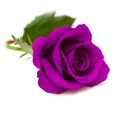 紫玫瑰哪个牌子好_2024紫玫瑰十大品牌-百强网